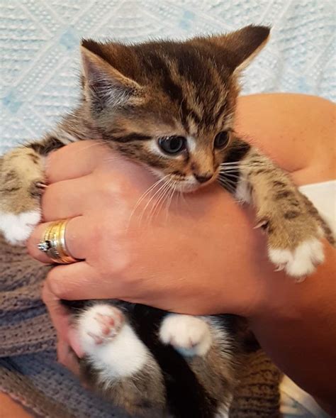are cats cheap